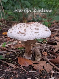 Geschubde  knolparasolzwammen [Chlorophyllum]